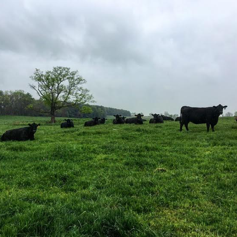 Cattle at Audley Farms in Berryville, VA