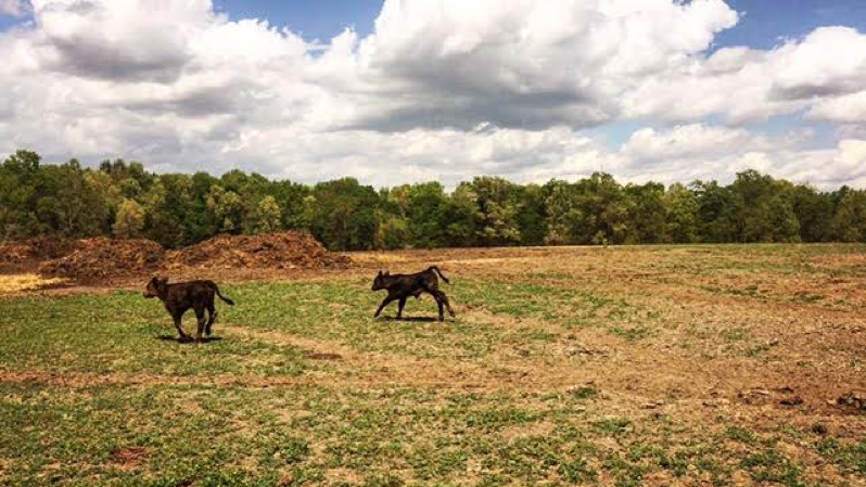 Calves frolic