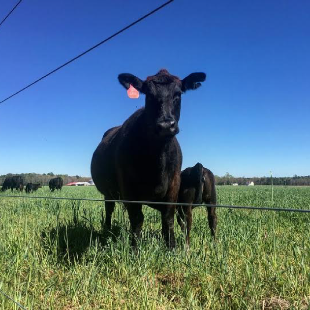 Blake Farm cow/calf pair Blake Farm cow/calf pair