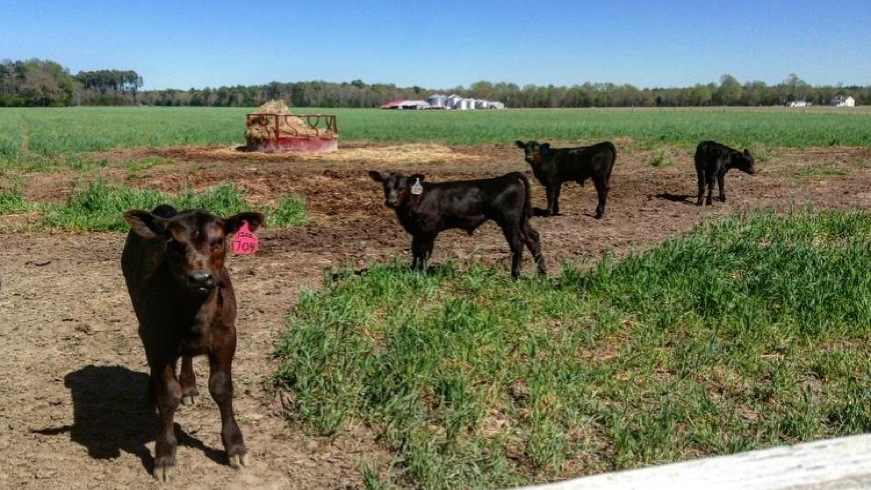 Blake farm calves