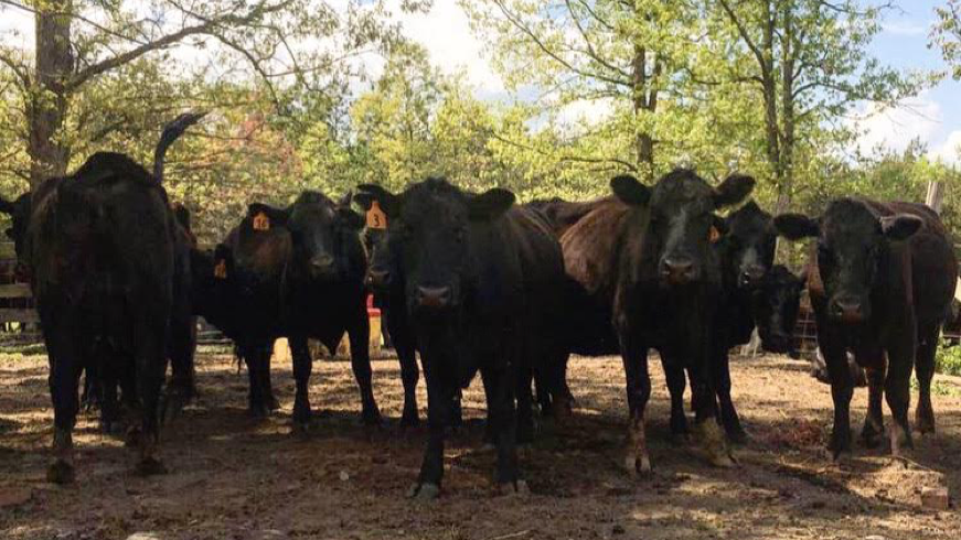 Curious cattle explore the camera woman.