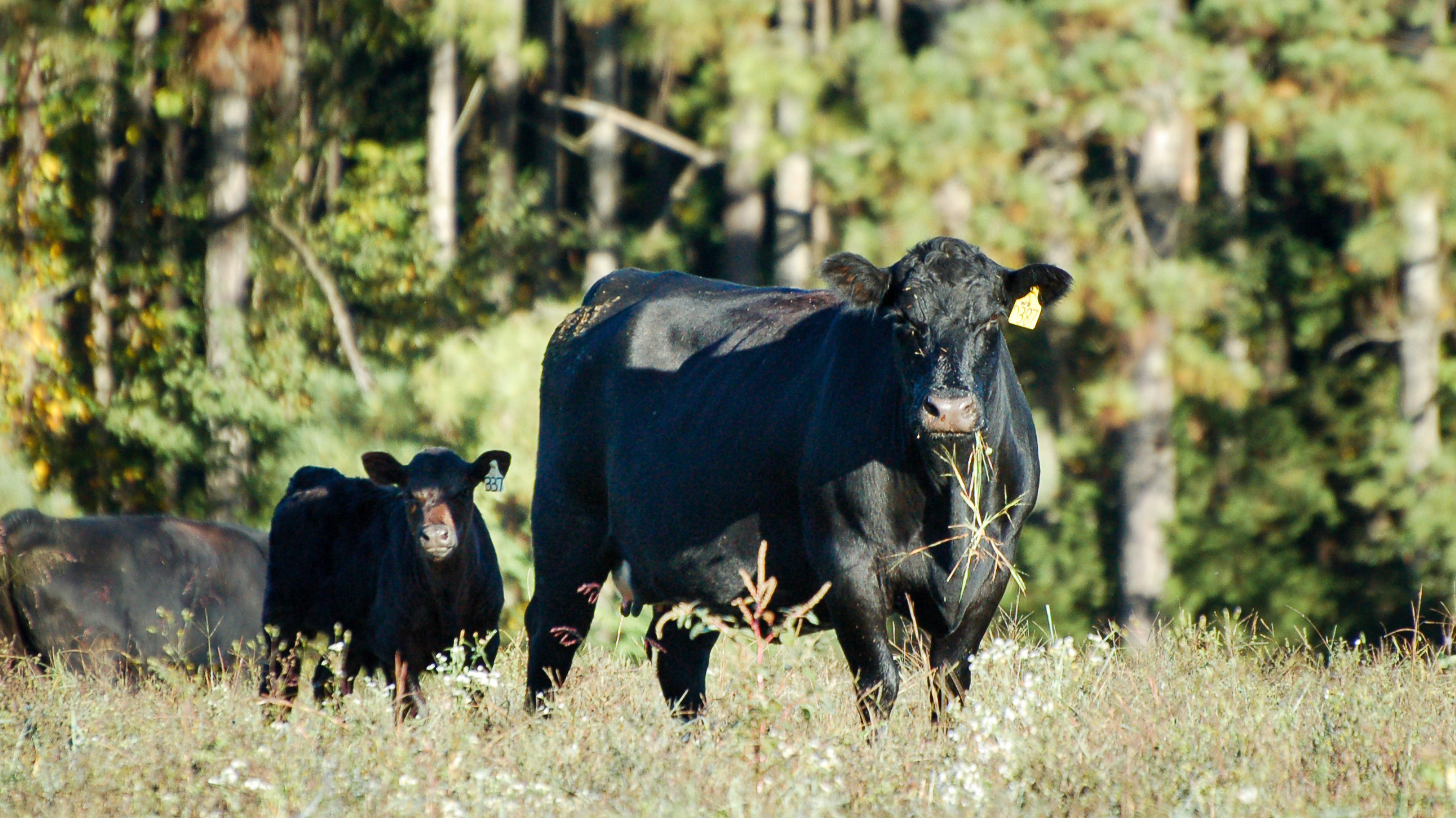Cow-calf pair in the pasture
